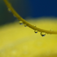 黄色の花びらが