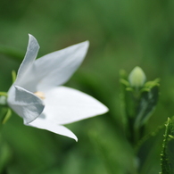 お花