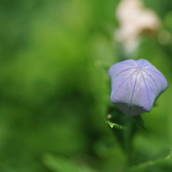 蕾