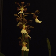 らん展18