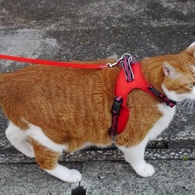 犬と間違えられる