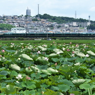 蓮（ハス）の溜池を行く瑞風（みずかぜ）