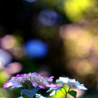 紫陽花陸離
