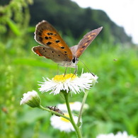 『The world of insects』