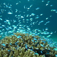 2010年夏 沖縄・渡嘉敷島
