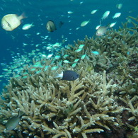 2010年夏 沖縄・渡嘉敷島