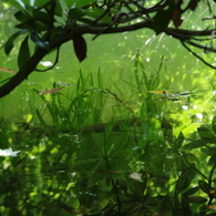 夏の丸池様-2