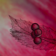 Still Life Ⅰ