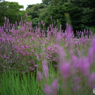 久良岐公園