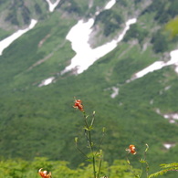 室堂の高原植物