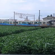 電車が大豆畑を走る、鉄子も走る