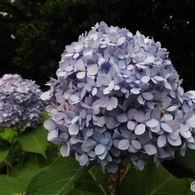 紫陽花