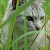 今は亡き猫…。