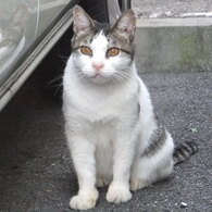 伝説の地域猫みいたろう