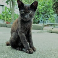 黒猫