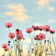 夕景… 秋桜