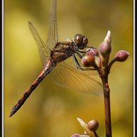 Dragonfly