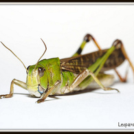 Migratory locust