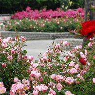 薔薇園-長居植物園 1