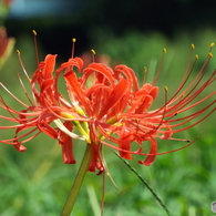 岸辺に咲く曼珠沙華5