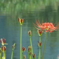 岸辺に咲く曼珠沙華8