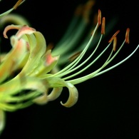 彼岸花