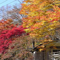紅葉狩り