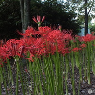 曼珠沙華6