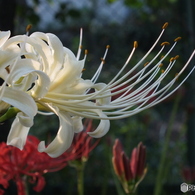 曼珠沙華7