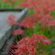 野川観察園_02