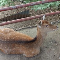 大山の神鹿