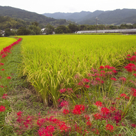 明日香村の曼珠沙華