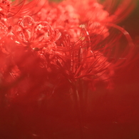赤き花
