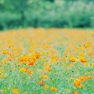 頭の中のお花畑