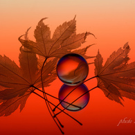 autumn colors