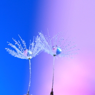 空蝉の舞い