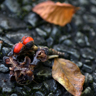 ふらり散歩　紅珊瑚