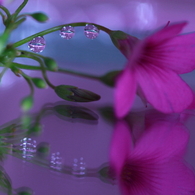 華