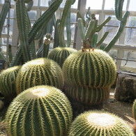 植物園１９
