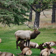 wildlife