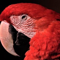 ベニコンゴウインコ