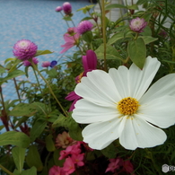 コスモス