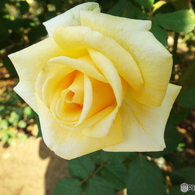 秋薔薇21
