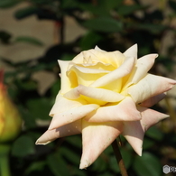 秋薔薇22