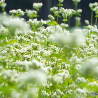 蕎麦の花1