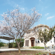 冬桜の咲く家