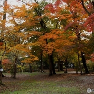 月の石もみじ公園10