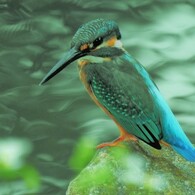 カワセミ