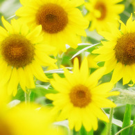 Sunflower with Swallowtail butterfly