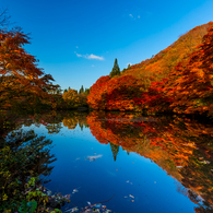 朝の道草 III